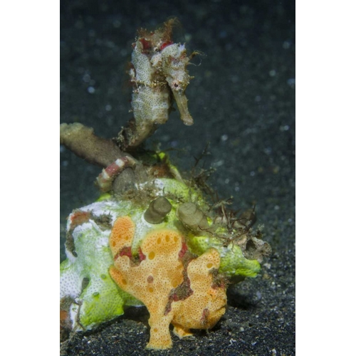 Indonesia Camouflaged frogfish and sea horse